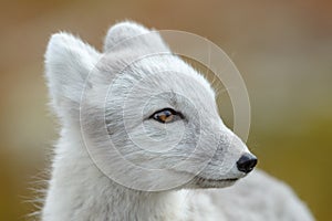 Arctic fox In a autumn landscape