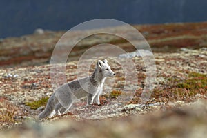 Arctic fox In a autumn landscape
