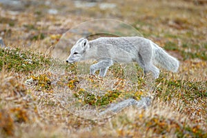 Arctic fox In a autumn landscape