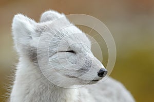 Arctic fox In a autumn landscape