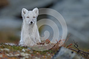 Arctic fox In a autumn landscape