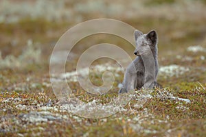 Arctic fox In a autumn landscape