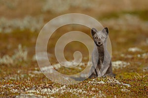 Arctic fox In a autumn landscape