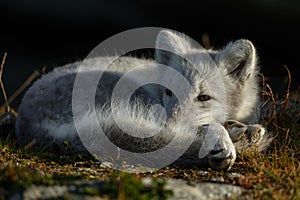 Arctic fox In a autumn landscape