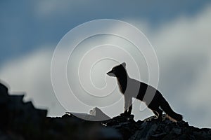 Arctic fox In a autumn landscape