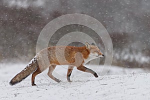 Arctic fox In a autumn landscape