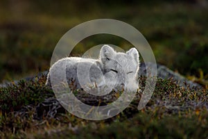 Arctic fox In a autumn landscape