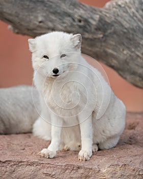 Arctic Fox photo