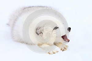 Arctic fox barking photo