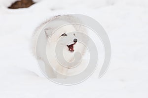 Arctic fox barking