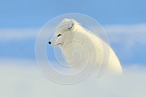 Arctic fox, beautiful animal in snow. Running polar fox. Wildlife action scene from nature, Vulpes lagopus, in the nature habitat