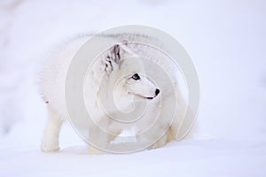 Arctic Fox being curious