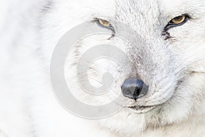 Arctic fox close up portrait over exposed
