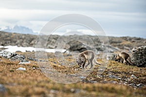 Arctic Fox cub near their den, Vulpes lagopus, in the nature rocky habitat, Svalbard, Norway, wildlife scene, action, arctic