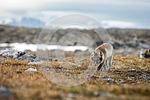 Arctic Fox cub near their den, Vulpes lagopus, in the nature rocky habitat, Svalbard, Norway, wildlife scene, action, arctic