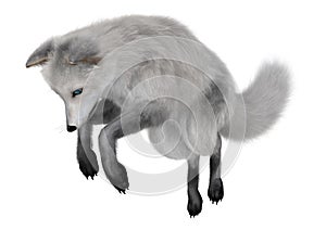 Arctic Fox
