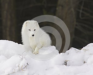 Arctic Fox in deep white snow