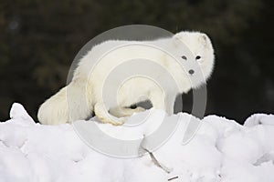 Arctic Fox in deep white snow photo