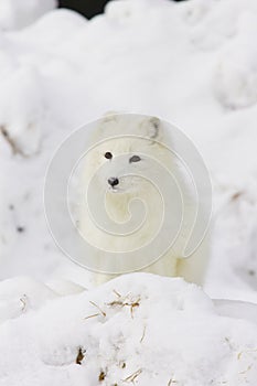 Arctic Fox in deep white snow