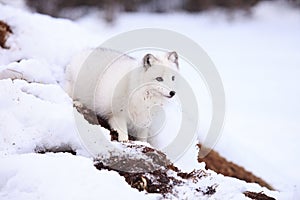 Arctic fox by den