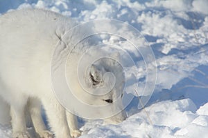 Arctic Fox Exploring Winter Habitat