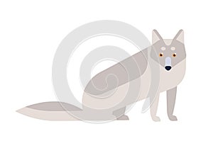 Arctic fox flat vector illustration. Adorable animal inhabiting polar areas. Cute arctic fauna, carnivorous species