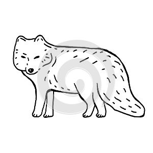 Arctic fox hand drawn black and white vector illustration