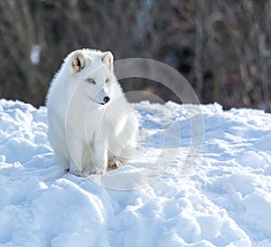 Arctic Fox Under the Sun in Winter