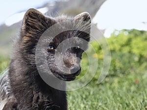 Arctic fox at Hornstrandir Nature Reserve, Westfjords, Iceland. Molting male fox portrait at spring in the wild. photo