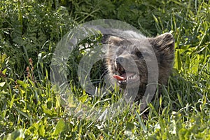 Arctic fox at Hornstrandir Nature Reserve, Westfjords, Iceland. Molting male fox portrait at spring in the wild. photo