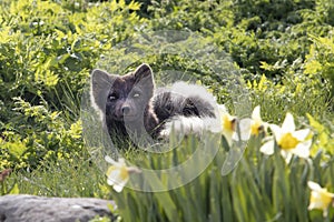 Arctic fox at Hornstrandir Nature Reserve, Westfjords, Iceland. Molting male fox portrait at spring in the wild. photo