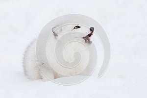 Arctic fox howling