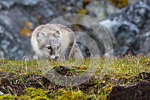 Arctic fox on the hunt