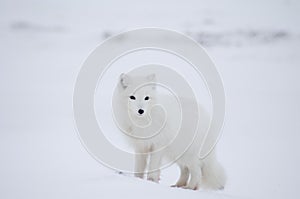 Arctic fox