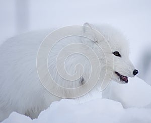 Arctic fox