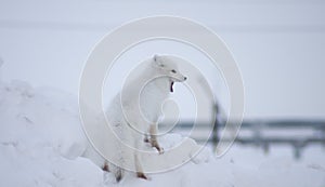 Arctic fox