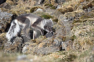 Arctic fox hunting for birds