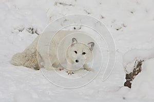 Arctic fox hunting for food on a snow hill with extended claws i