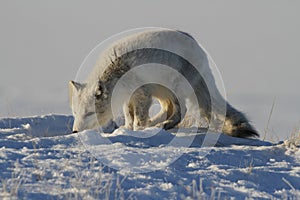 Arctic fox hunting in spring, Cambridge Bay, Nunavut