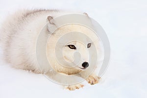 Arctic fox intense gaze