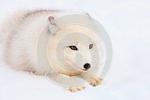 Arctic fox intense gaze photo