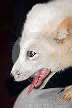 Arctic Fox On Knee