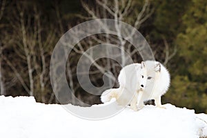 Arctic fox looking for food