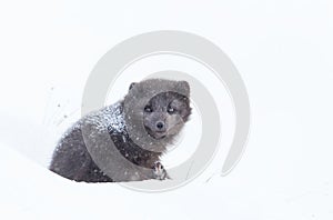 Arctic fox lying on snow in winter