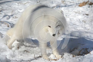 Arctic Fox Pausing Momentarily In Snowy Habitat photo