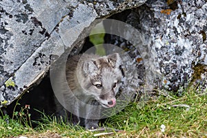 The arctic fox peers out of its hole in the rock and lickens preparing for the hunt