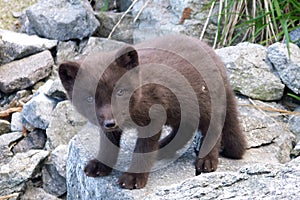 Arctic fox, polar fox(unexplored wilderness)