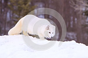 Arctic fox prowling