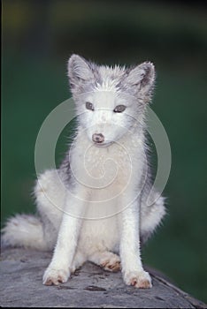 Arctic Fox Pup