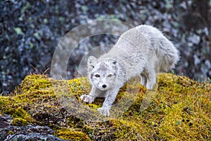 Arctic Fox relaxing at the entrance to its den